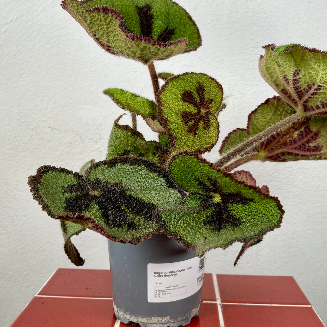 Begonia Masoniana - Iron Cross Begonia