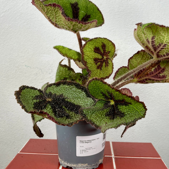 Begonia Masoniana - Iron Cross Begonia