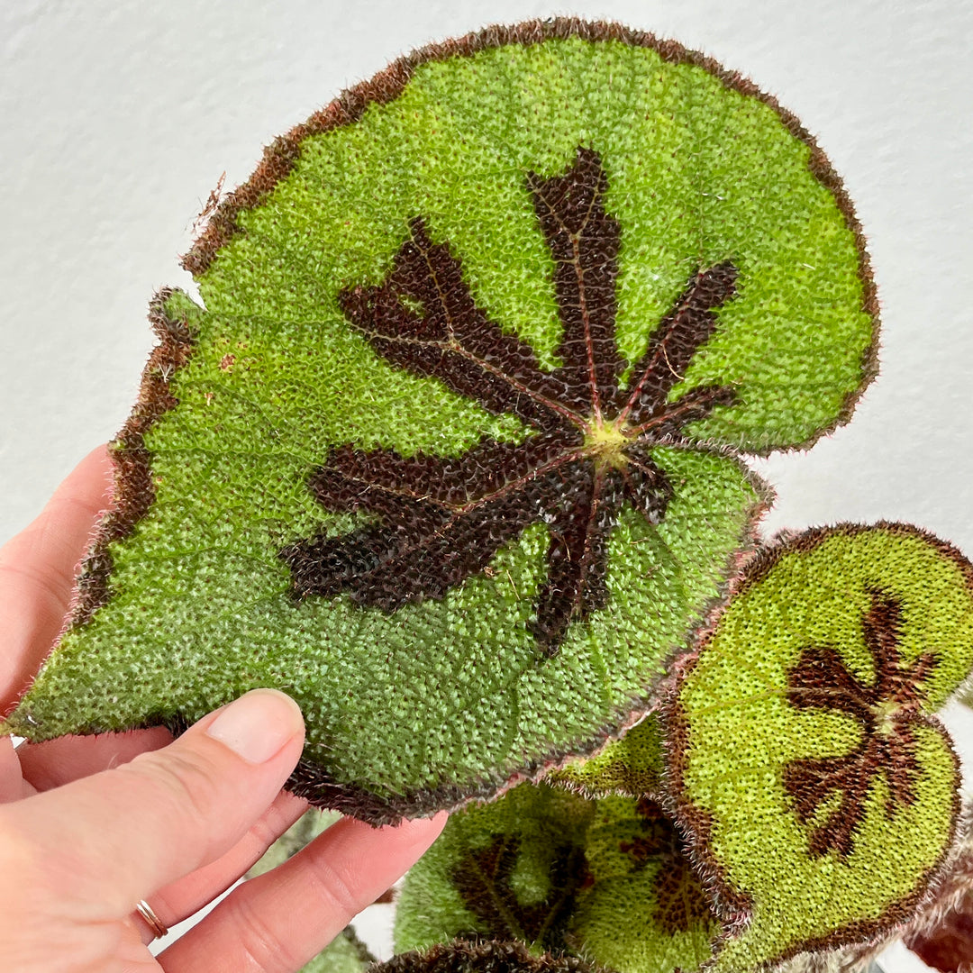 Begonia Masoniana - Iron Cross Begonia