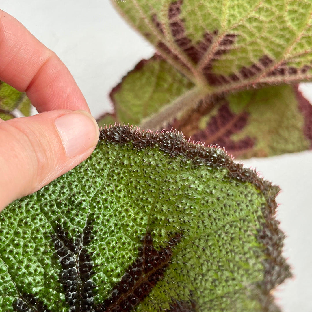 Begonia Masoniana - Iron Cross Begonia