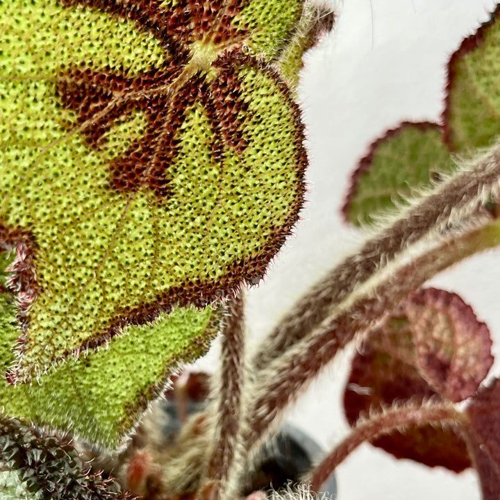 Begonia Masoniana - Iron Cross Begonia