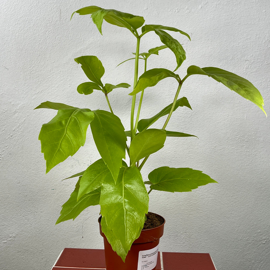 Schefflera actinophylla ‘Amate Soleil’ – Lime Umbrella Tree