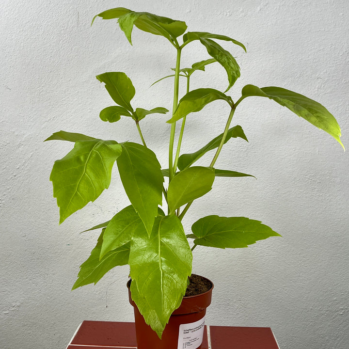 Schefflera actinophylla ‘Amate Soleil’ – Lime Umbrella Tree
