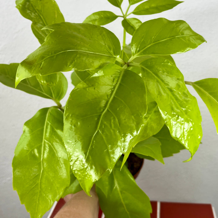 Schefflera actinophylla ‘Amate Soleil’ – Lime Umbrella Tree