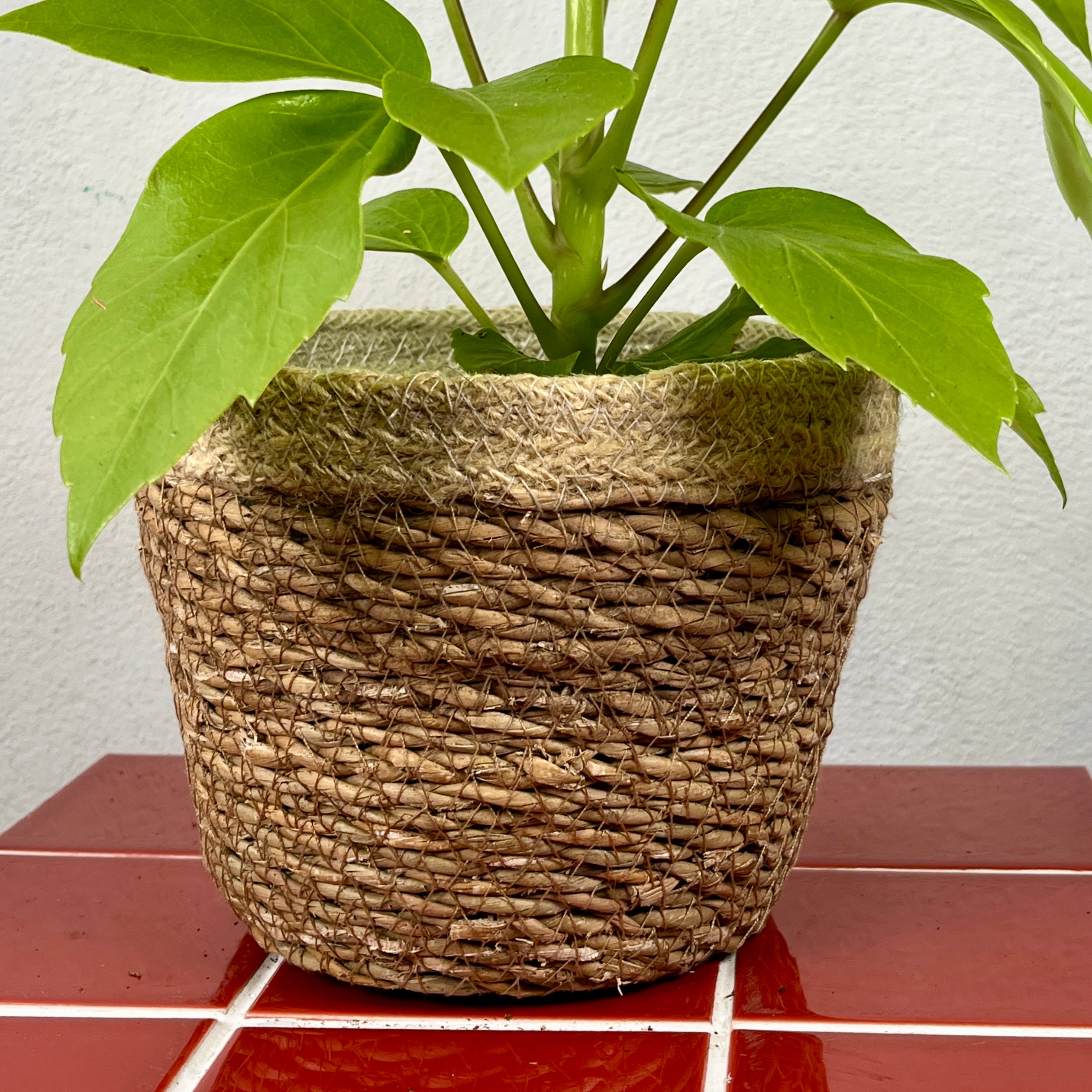 Plant Pots