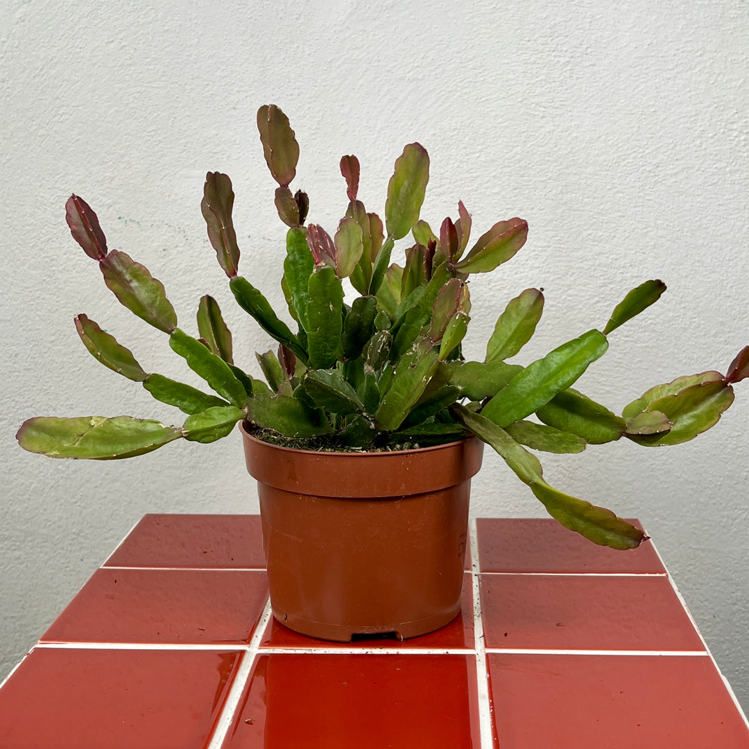 Rhipsalis agudoensis