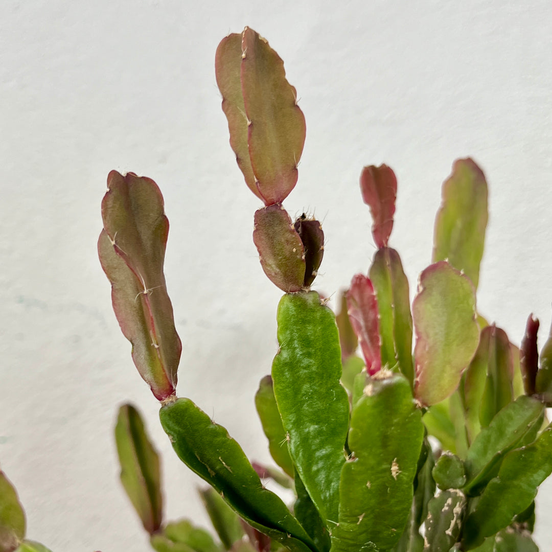 Rhipsalis agudoensis