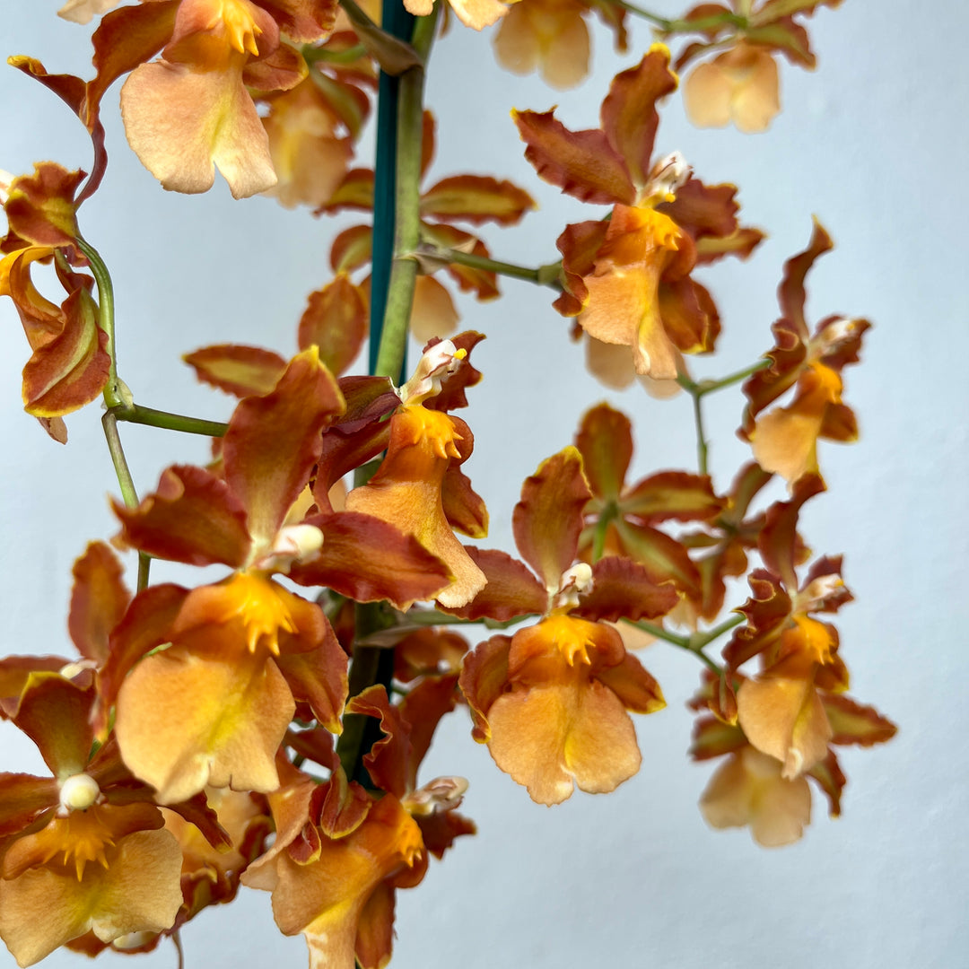 Colmanara Orchid