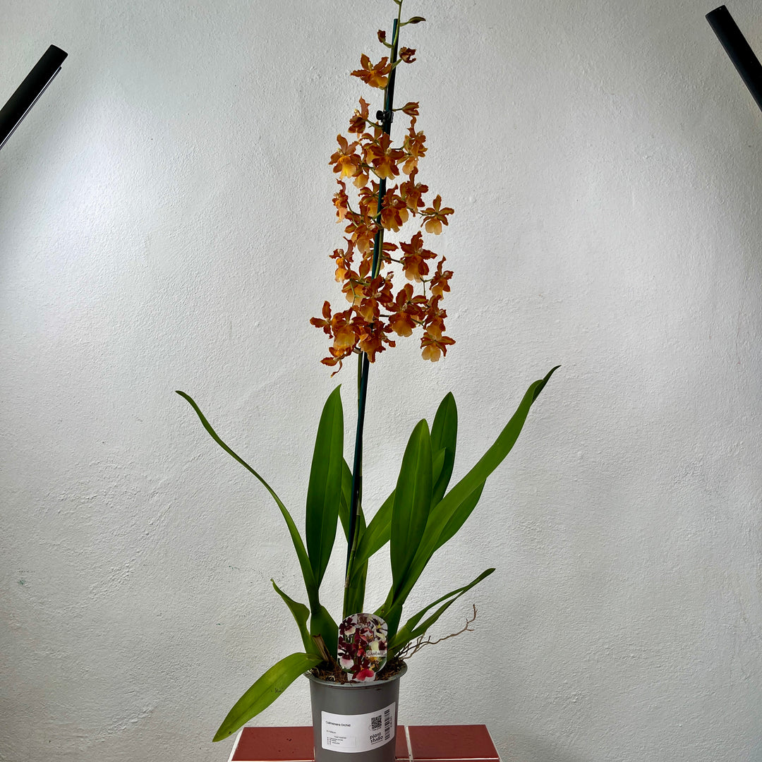 Colmanara Orchid