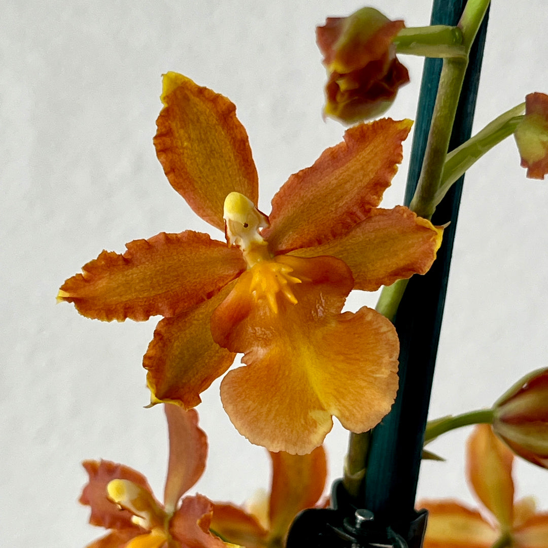 Colmanara Orchid
