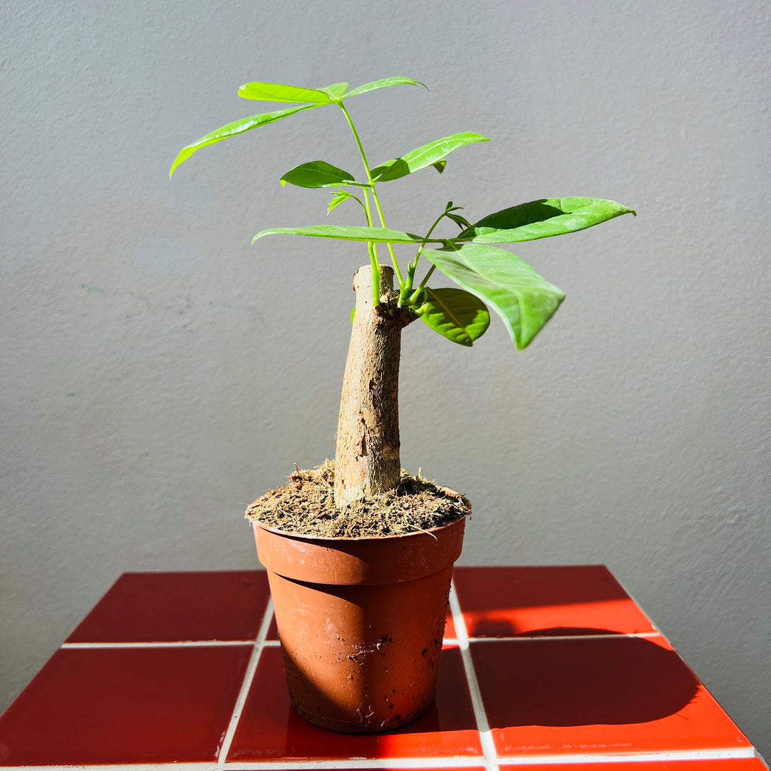 Pachira aquatica - Money Tree