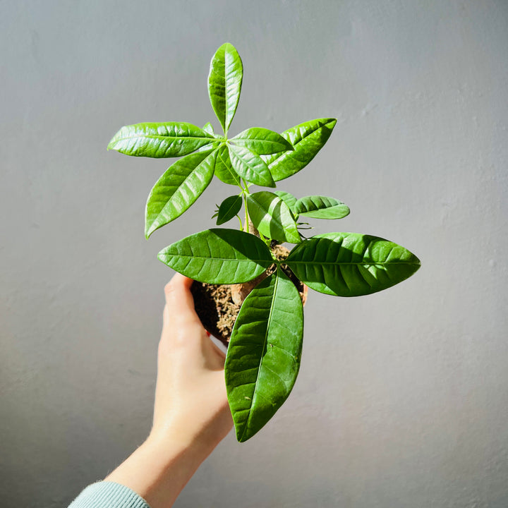 Pachira aquatica - Money Tree