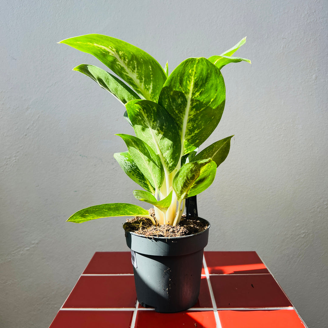 Aglaonema ‘Lemon Mint’ – Chinese Evergreen