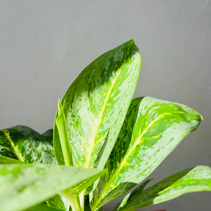 Aglaonema ‘Lemon Mint’ – Chinese Evergreen