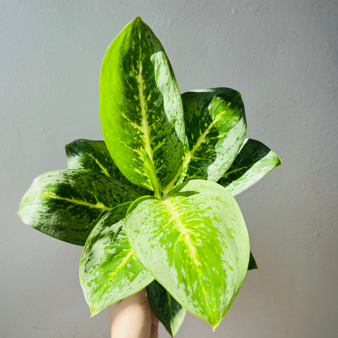 Aglaonema ‘Lemon Mint’ – Chinese Evergreen