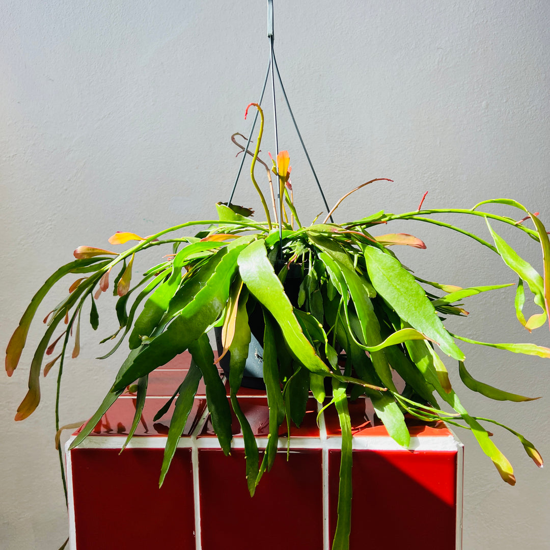 Rhipsalis ‘Red Coral’ – Pseudorhipsalis ramulosa (Trailing Jungle Cactus)