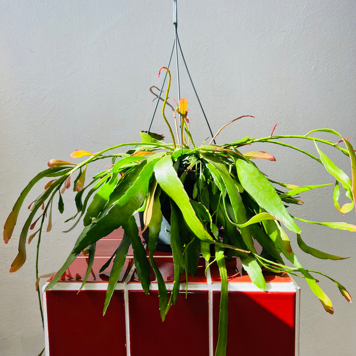 Rhipsalis ‘Red Coral’ – Pseudorhipsalis ramulosa (Trailing Jungle Cactus)