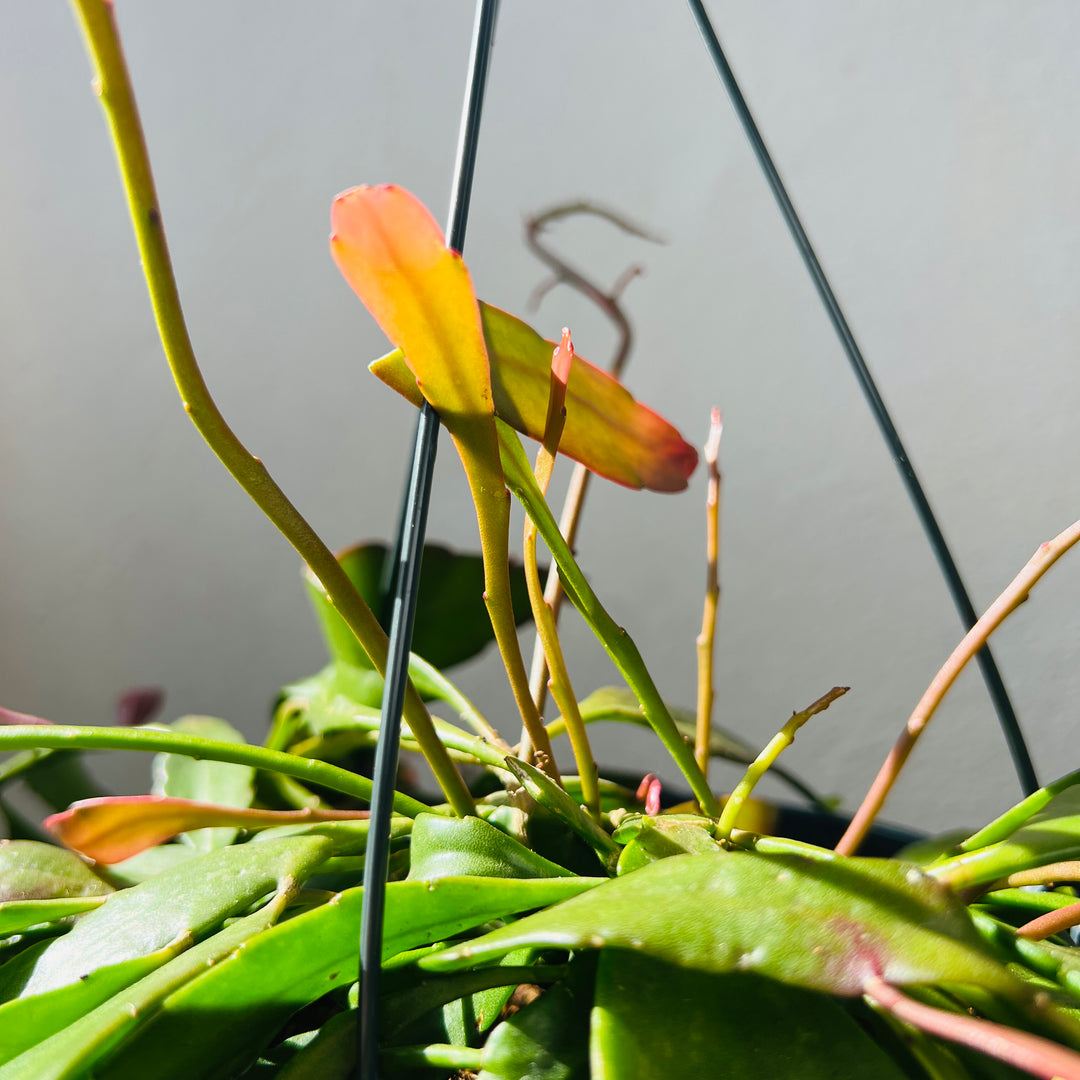 Rhipsalis ‘Red Coral’ – Pseudorhipsalis ramulosa (Trailing Jungle Cactus)