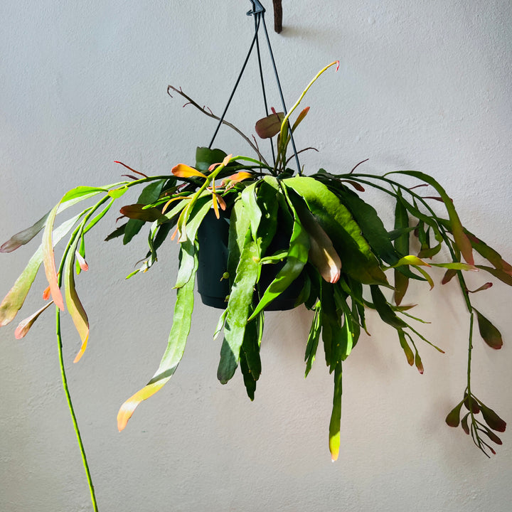 Rhipsalis ‘Red Coral’ – Pseudorhipsalis ramulosa (Trailing Jungle Cactus)
