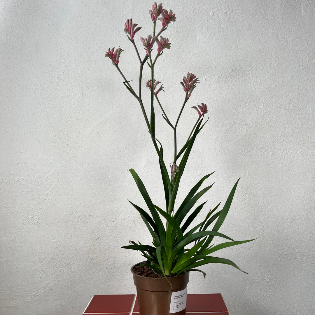 Anigozanthos ‘Roze’ – Kangaroo Paw