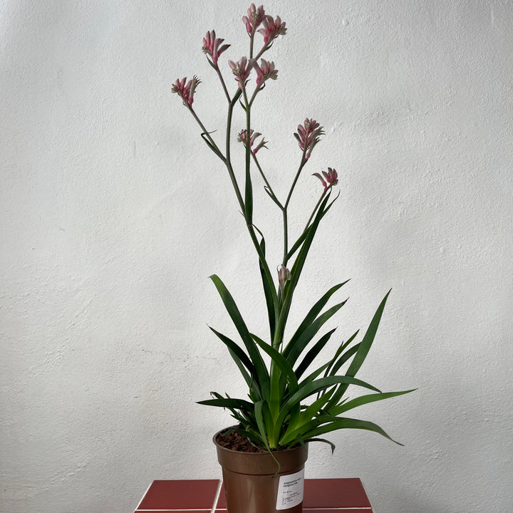 Anigozanthos ‘Roze’ – Kangaroo Paw