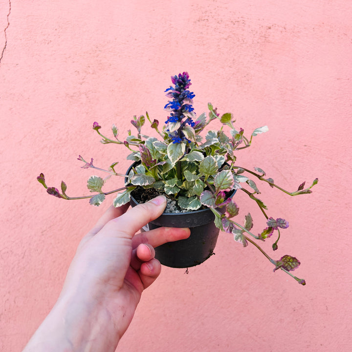 Ajuga reptans ‘Burgundy Glow’ – Bugle (Variegated Ground Cover)