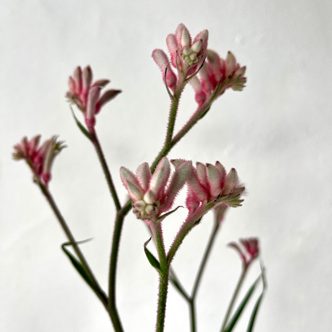 Anigozanthos ‘Roze’ – Kangaroo Paw