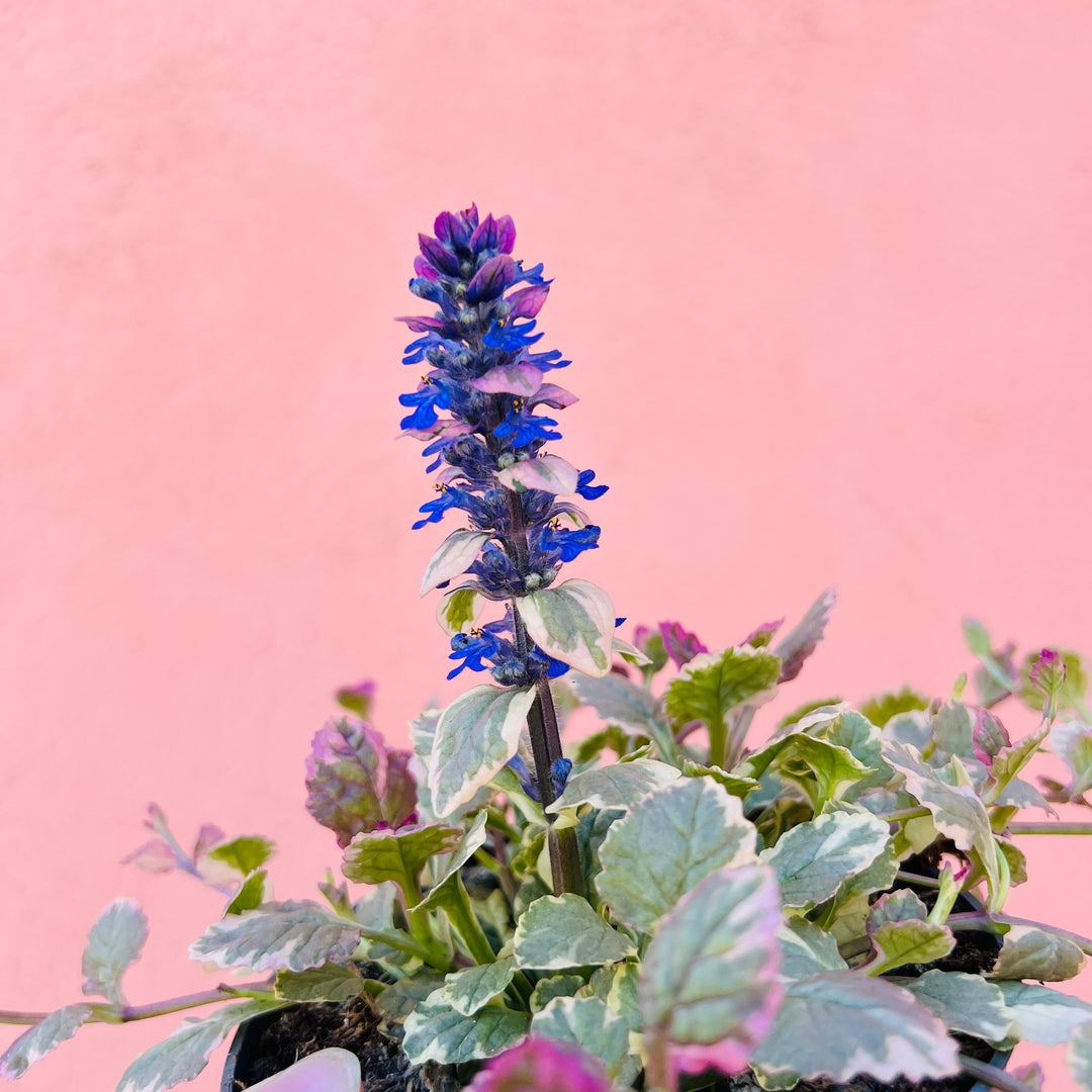 Ajuga reptans ‘Burgundy Glow’ – Bugle (Variegated Ground Cover)