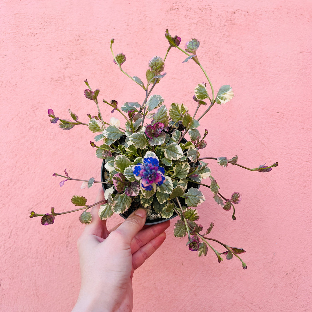 Ajuga reptans ‘Burgundy Glow’ – Bugle (Variegated Ground Cover)
