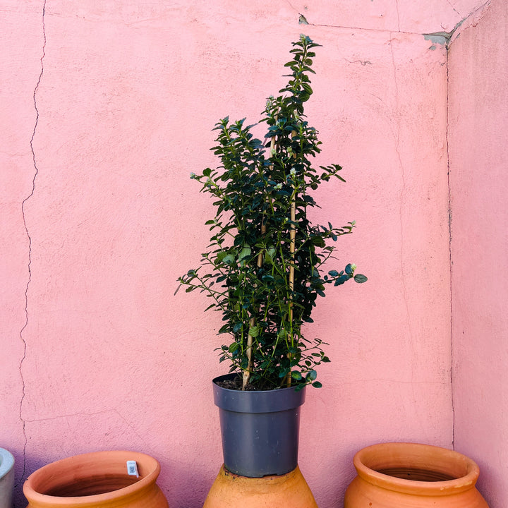 Ceanothus thyrsiflorus var. repens – Creeping California Lilac
