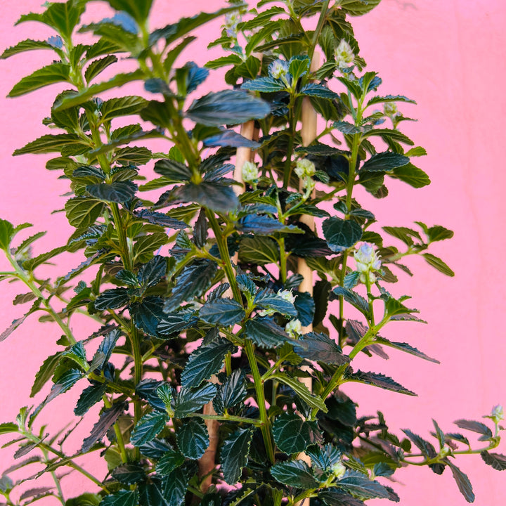 Ceanothus thyrsiflorus var. repens – Creeping California Lilac