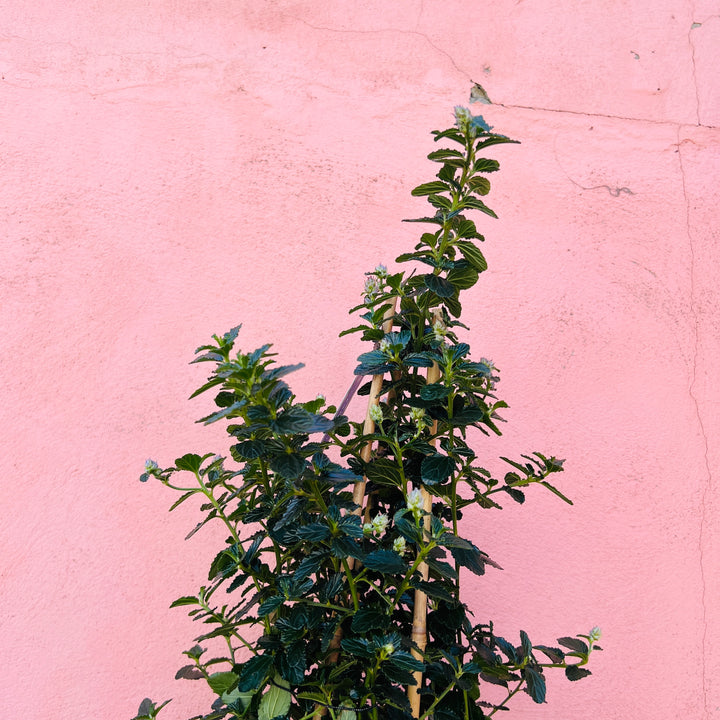 Ceanothus thyrsiflorus var. repens – Creeping California Lilac