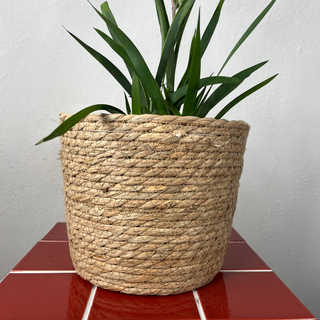 Natural Woven Seagrass Plant Basket – 20cm