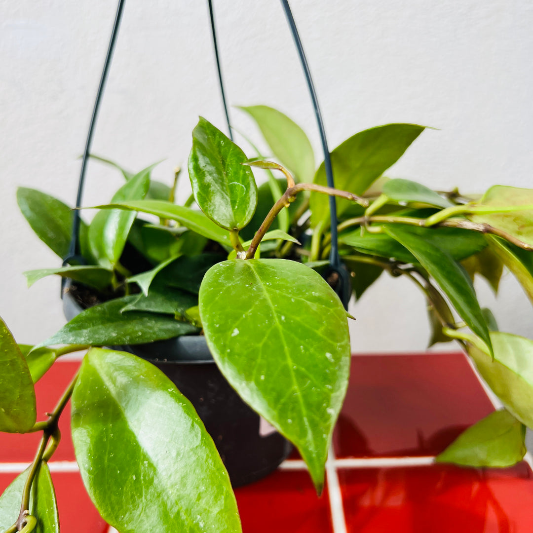 Hoya ‘Sunrise’ – Wax Plant (Hoya lacunosa × Hoya obscura hybrid)