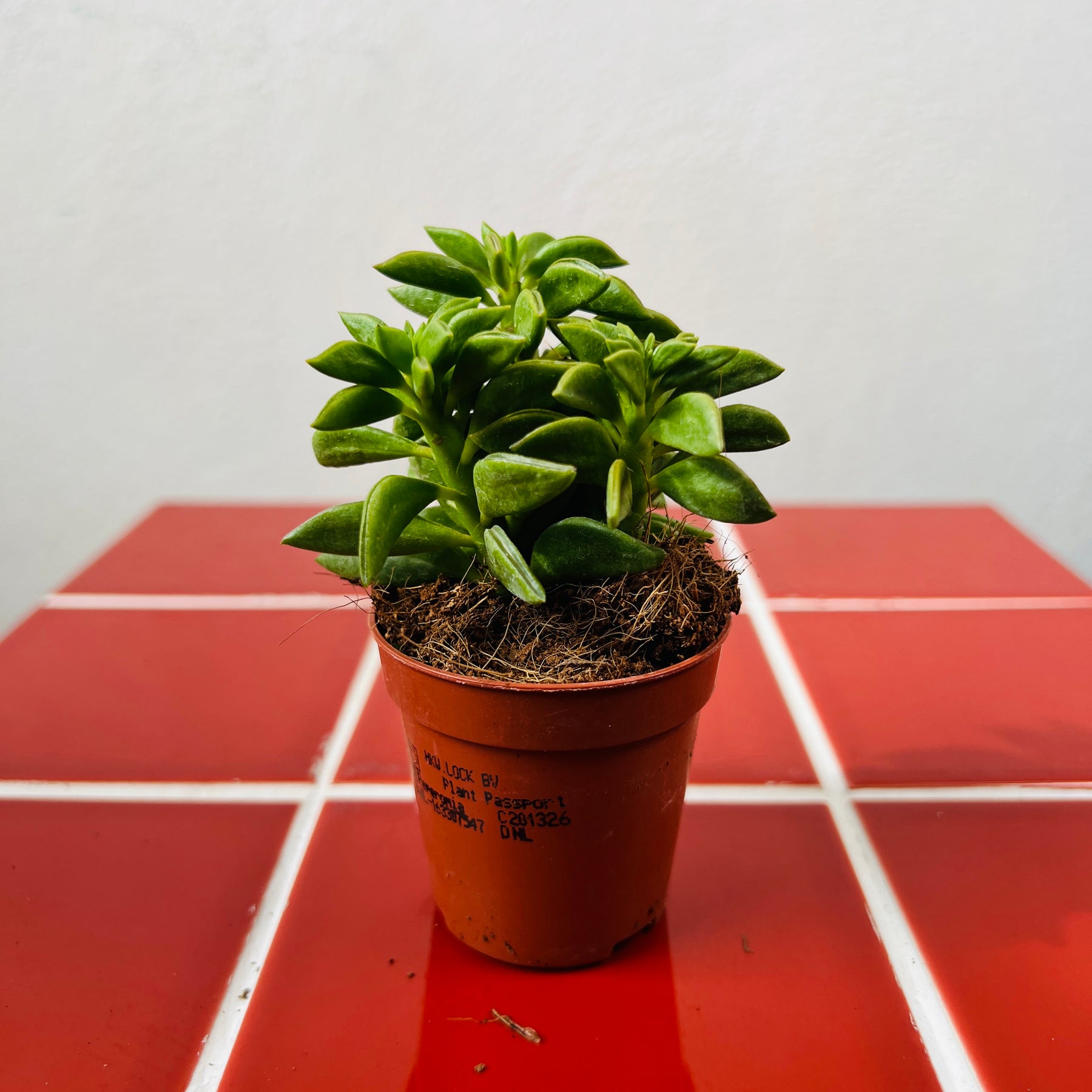 happy bean succulent plant Peperomia Happy Bean