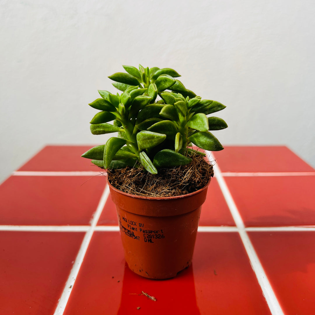 Peperomia ferreyrae- Peperomia Happy-bean