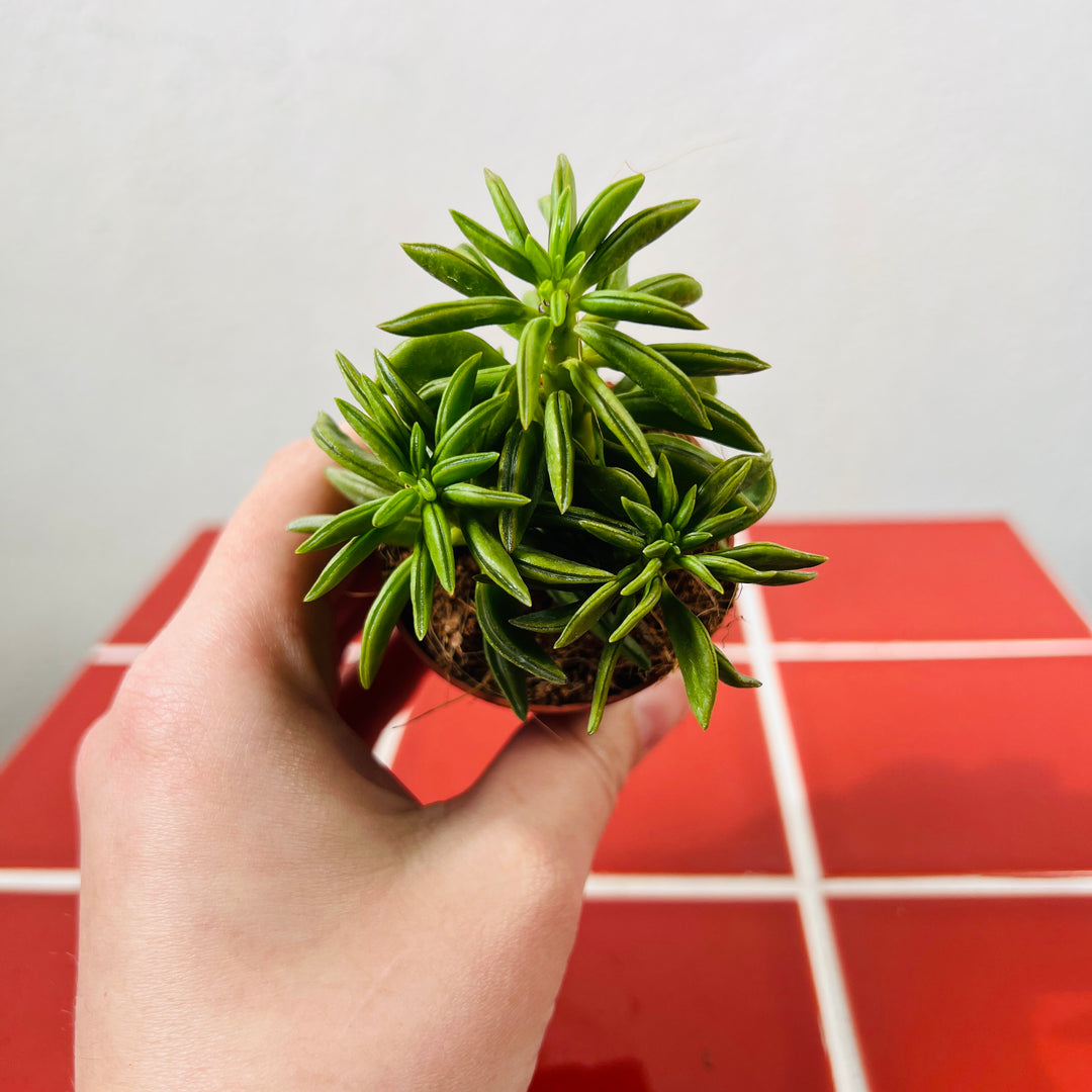 green bean indoor plant Peperomia Happy Bean