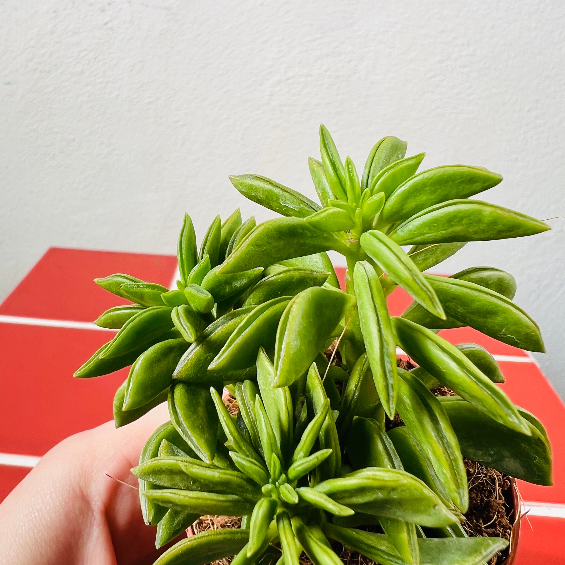 happy bean succulent flower Peperomia Happy Bean