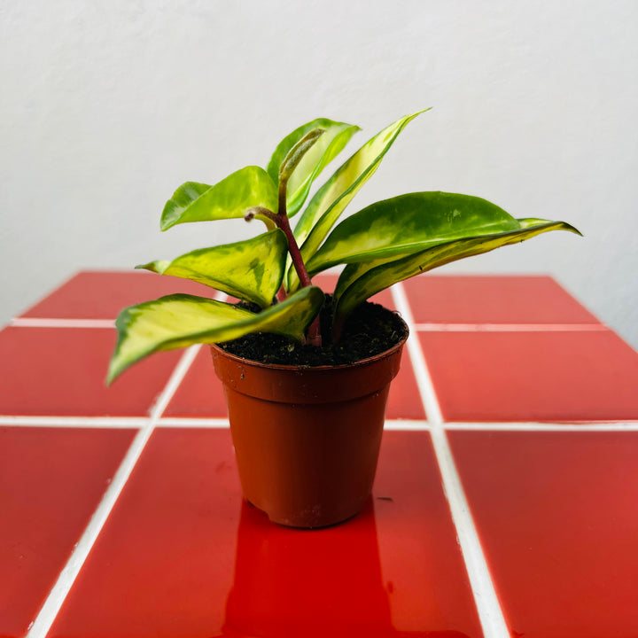 Hoya Carnosa Tricolor - Wax Plant