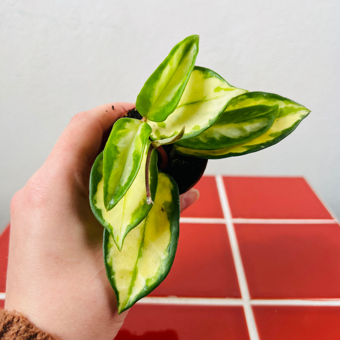 Hoya Carnosa Tricolor - Wax Plant