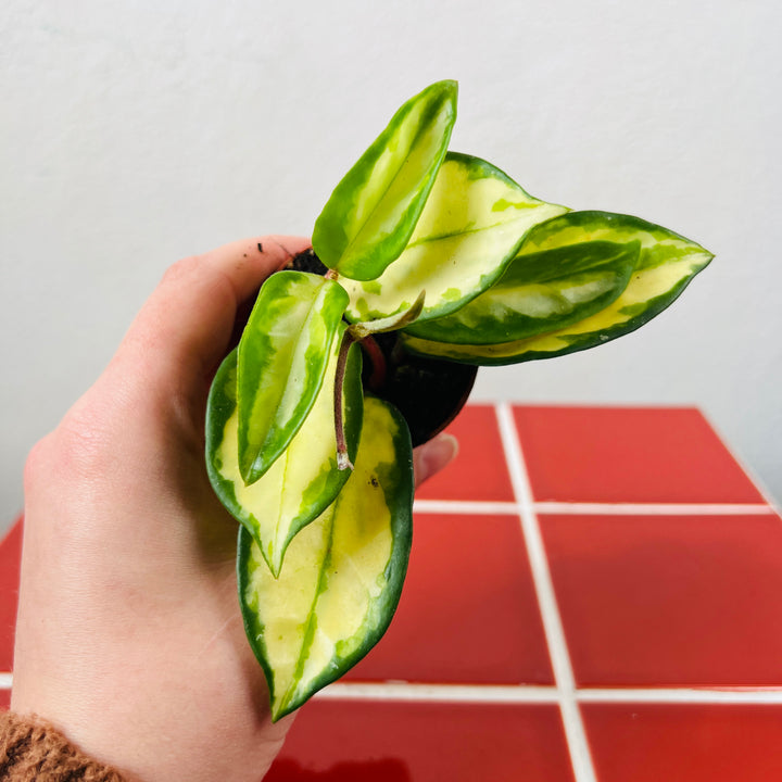 Hoya Carnosa Tricolor - Wax Plant