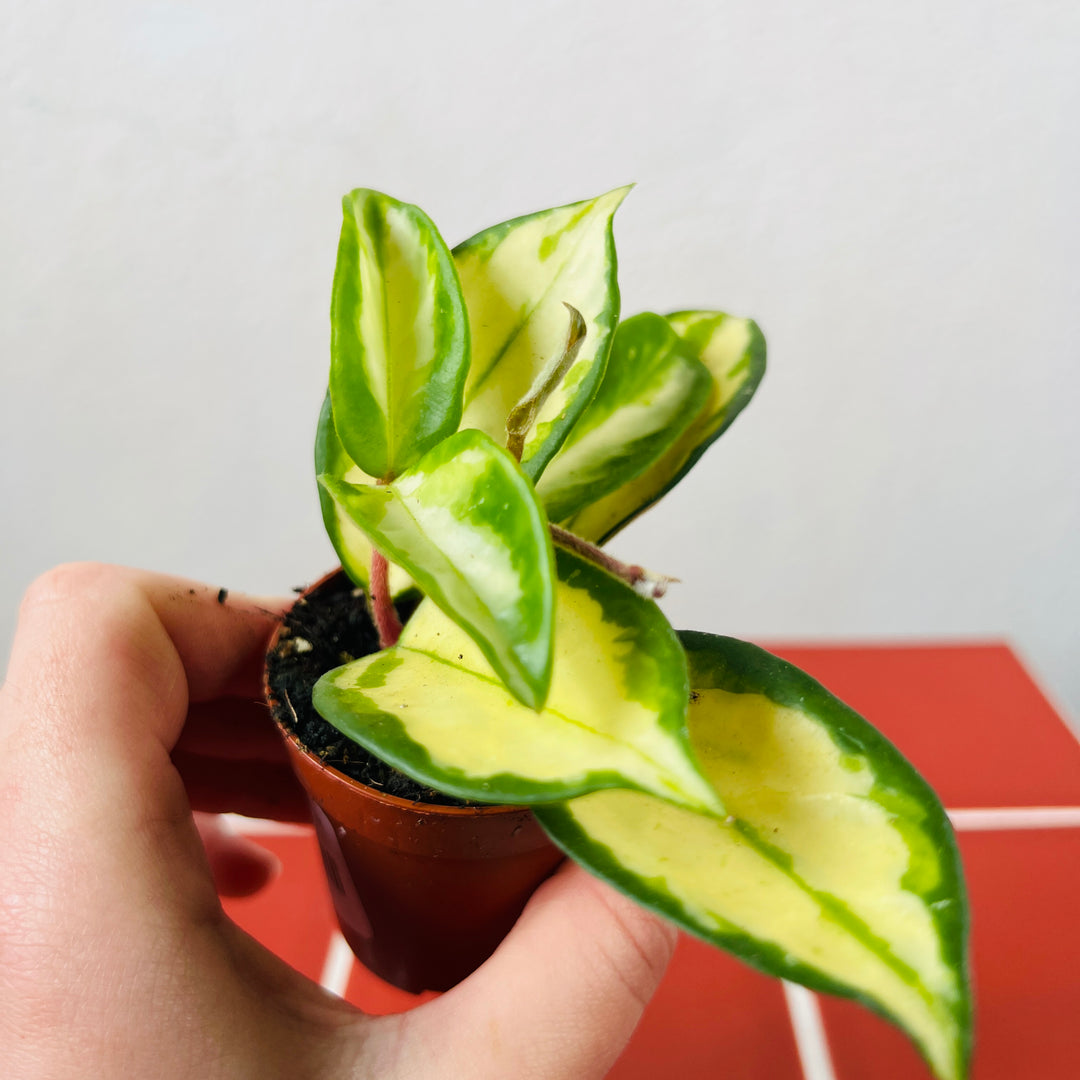 Hoya Carnosa Tricolor - Wax Plant