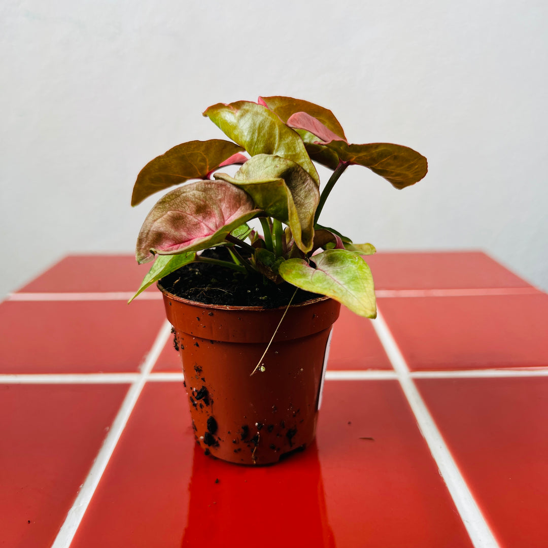 Syngonium ‘New Dew’ – Soft Mint Arrowhead Plant