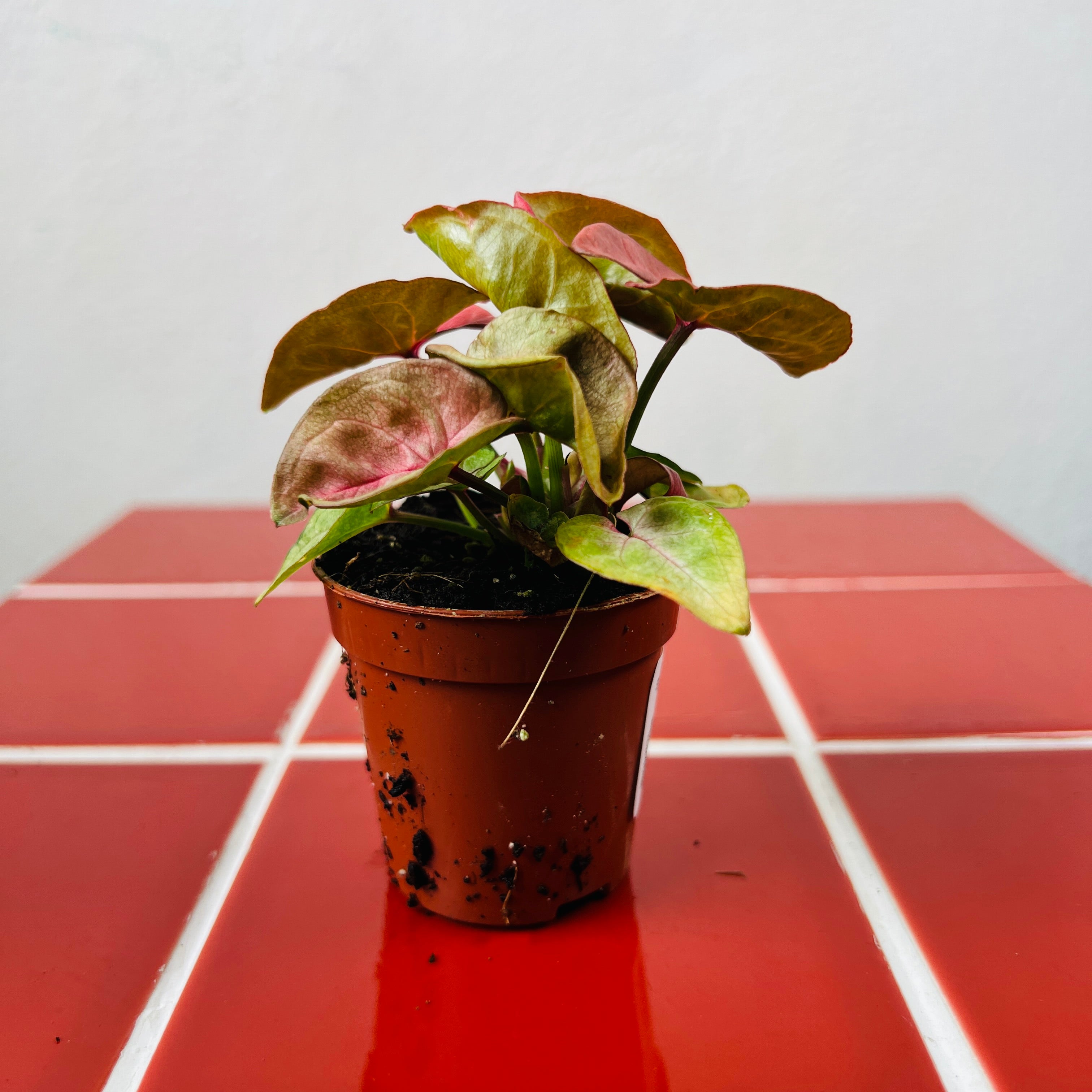 Houseplants