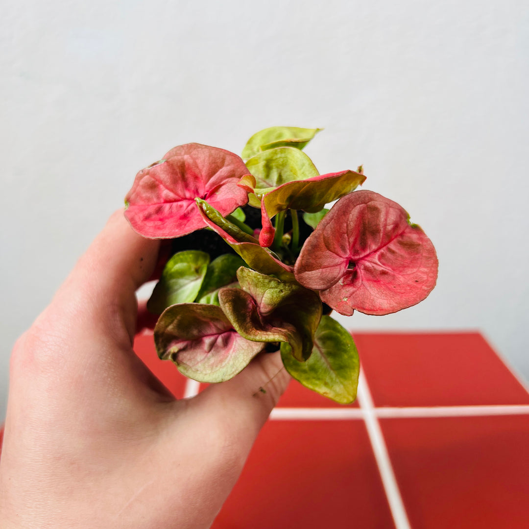 Syngonium ‘New Dew’ – Soft Mint Arrowhead Plant