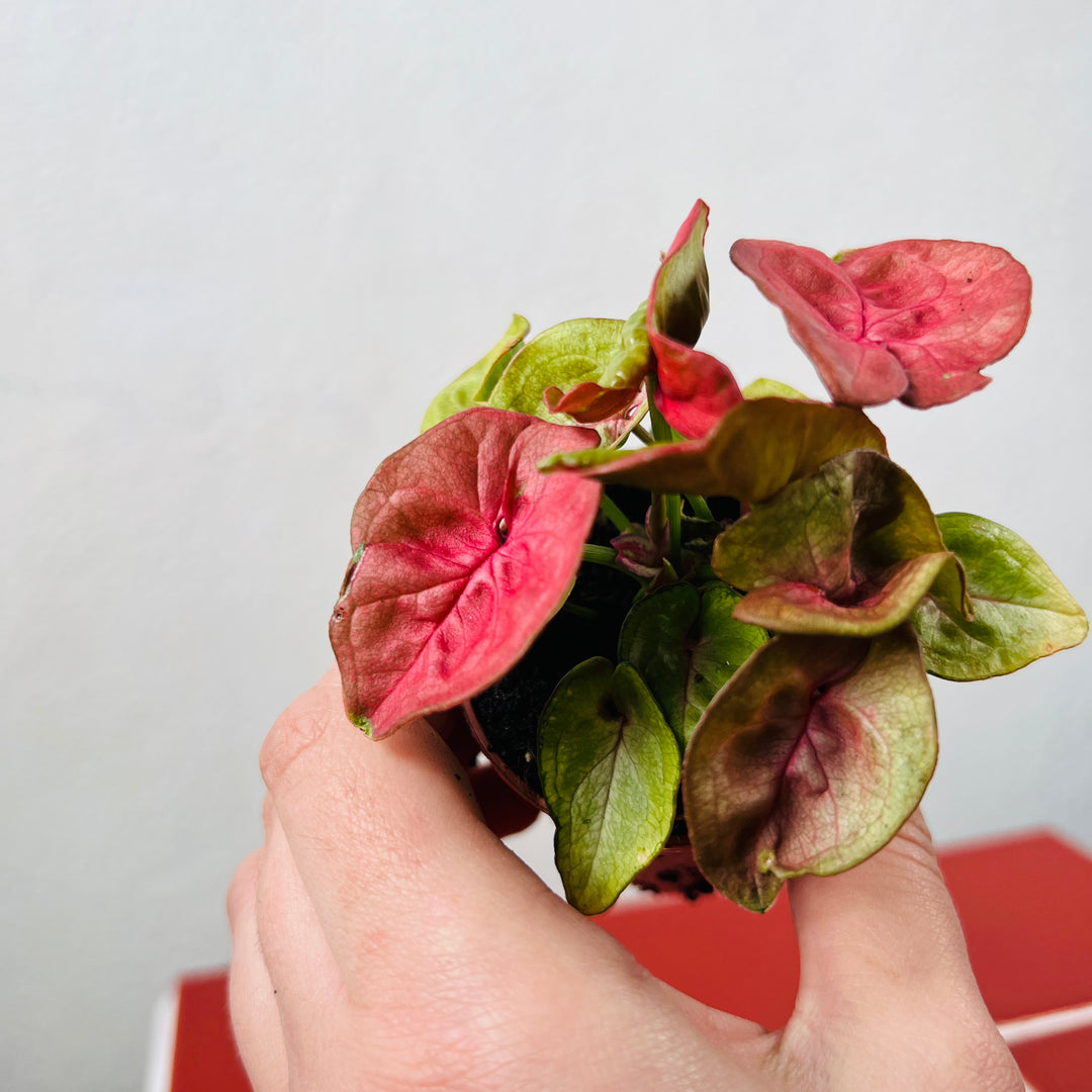 Syngonium ‘New Dew’ – Soft Mint Arrowhead Plant