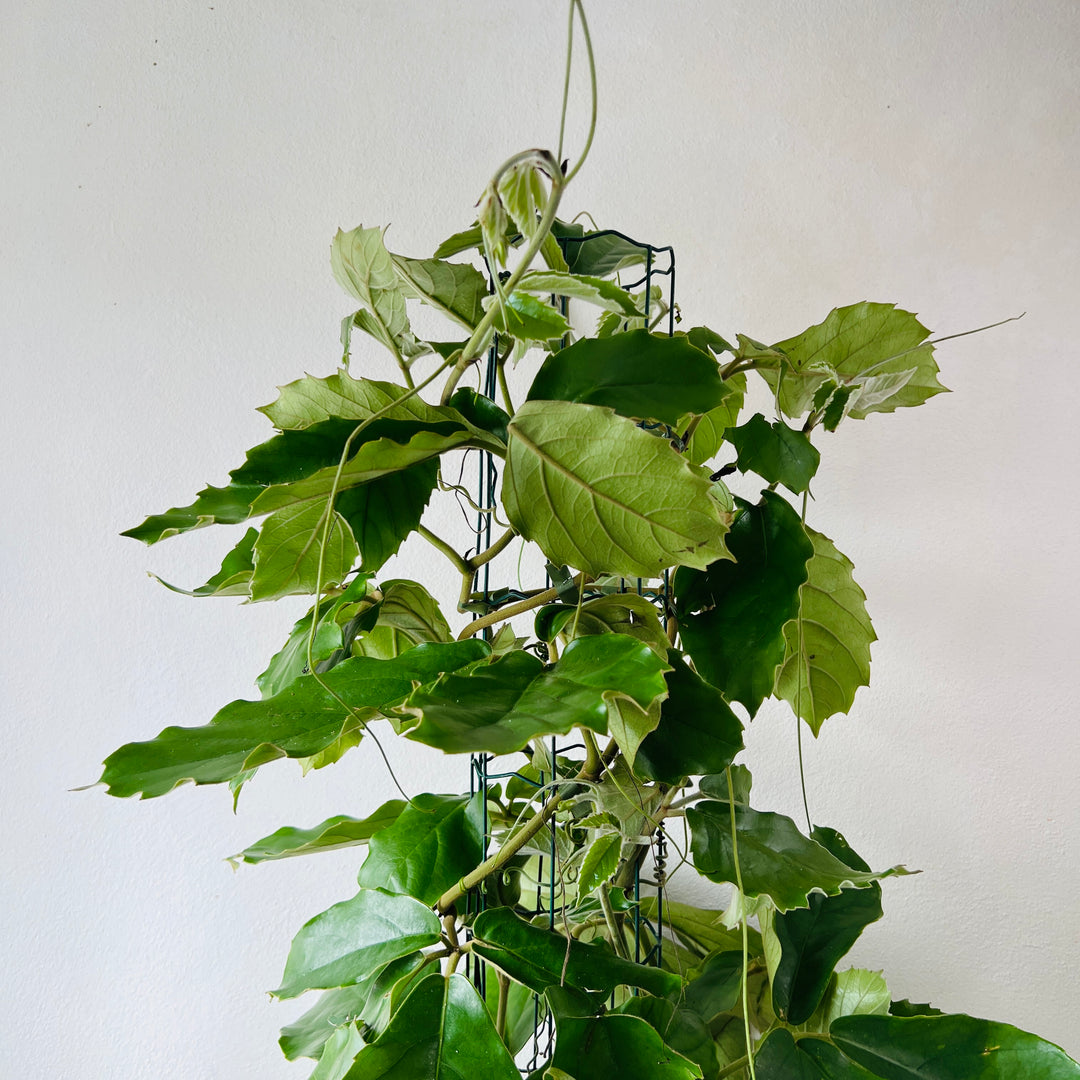Tetrastigma voinierianum - Chestnut vine