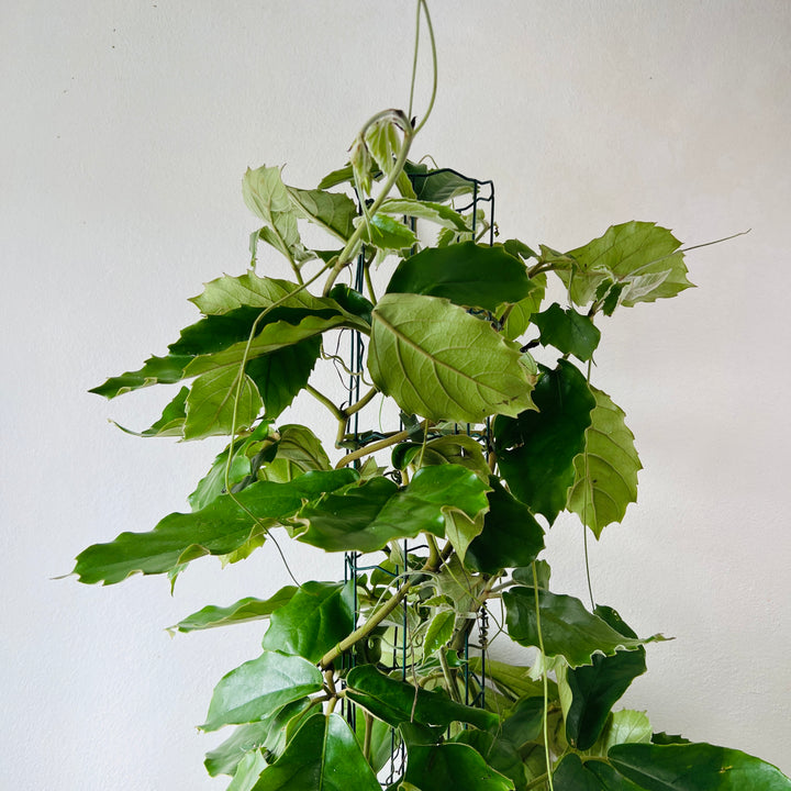 Tetrastigma voinierianum - Chestnut vine