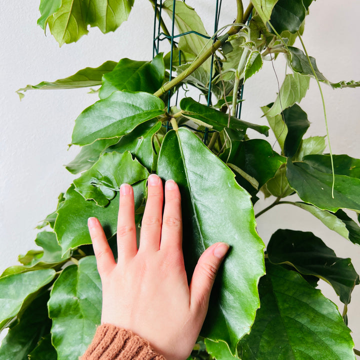 Tetrastigma voinierianum - Chestnut vine