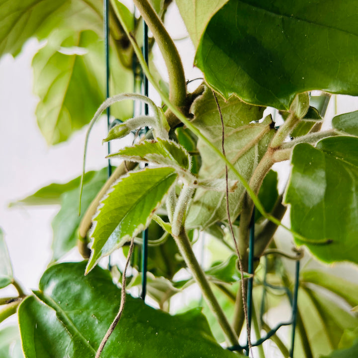 Tetrastigma voinierianum - Chestnut vine